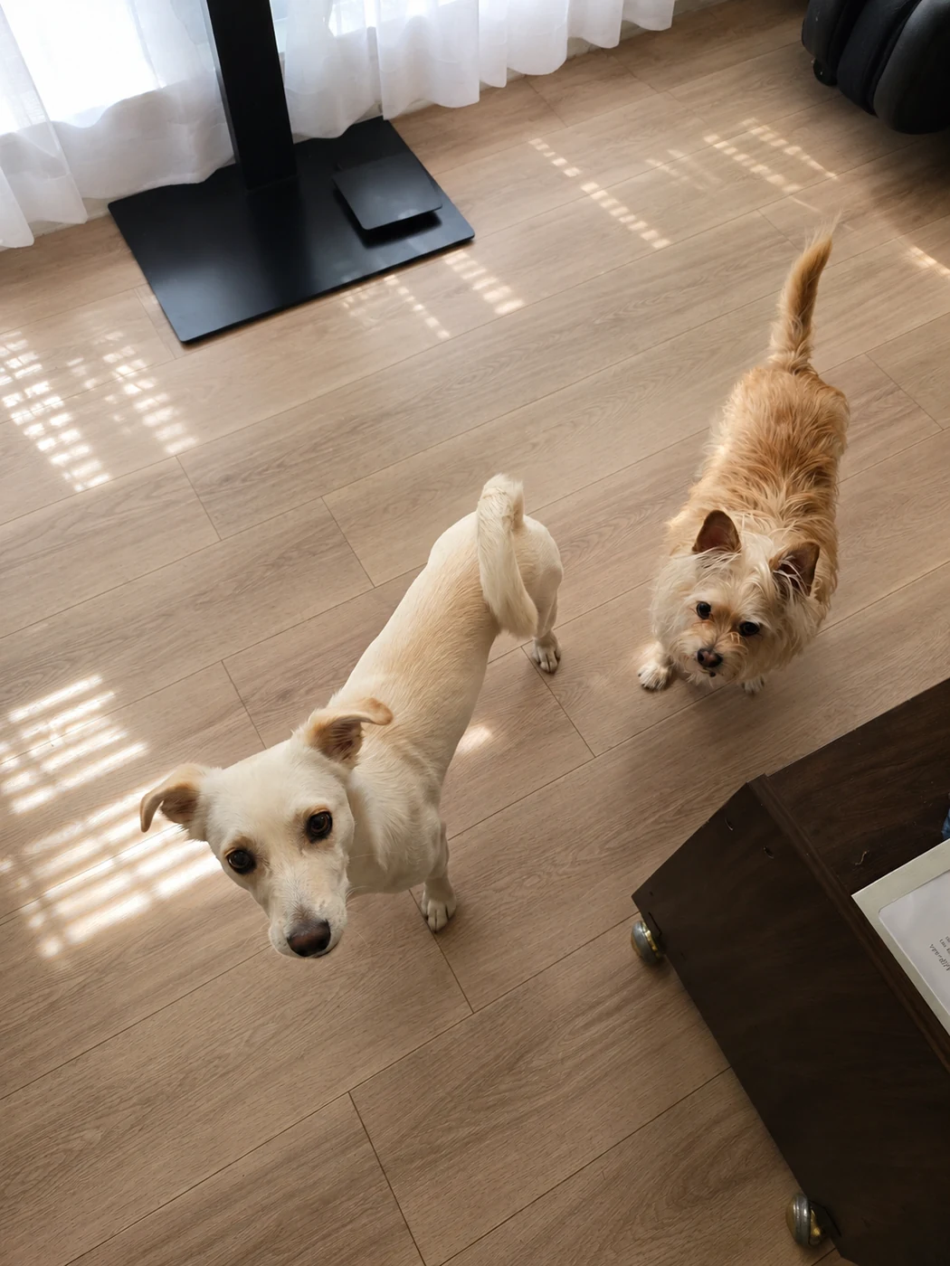 Mustard and Chiquilín standing indoors